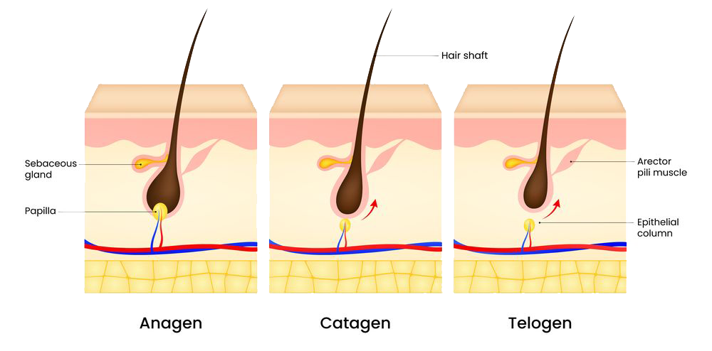 Fájdalommentes szőrtelenítés hogyan működik