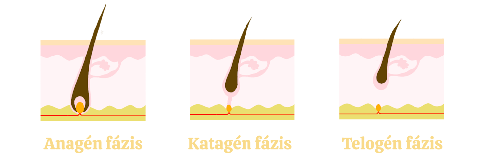 Végleges szőrtelenítés hány alkalom kell? Ezt befolyásolja, hogy a ször mely növekedési fázisában történik a kezelés. Végleges szőrtelenítés hány alkalom kell? Szőr növekedési fázisai_Bloghoz